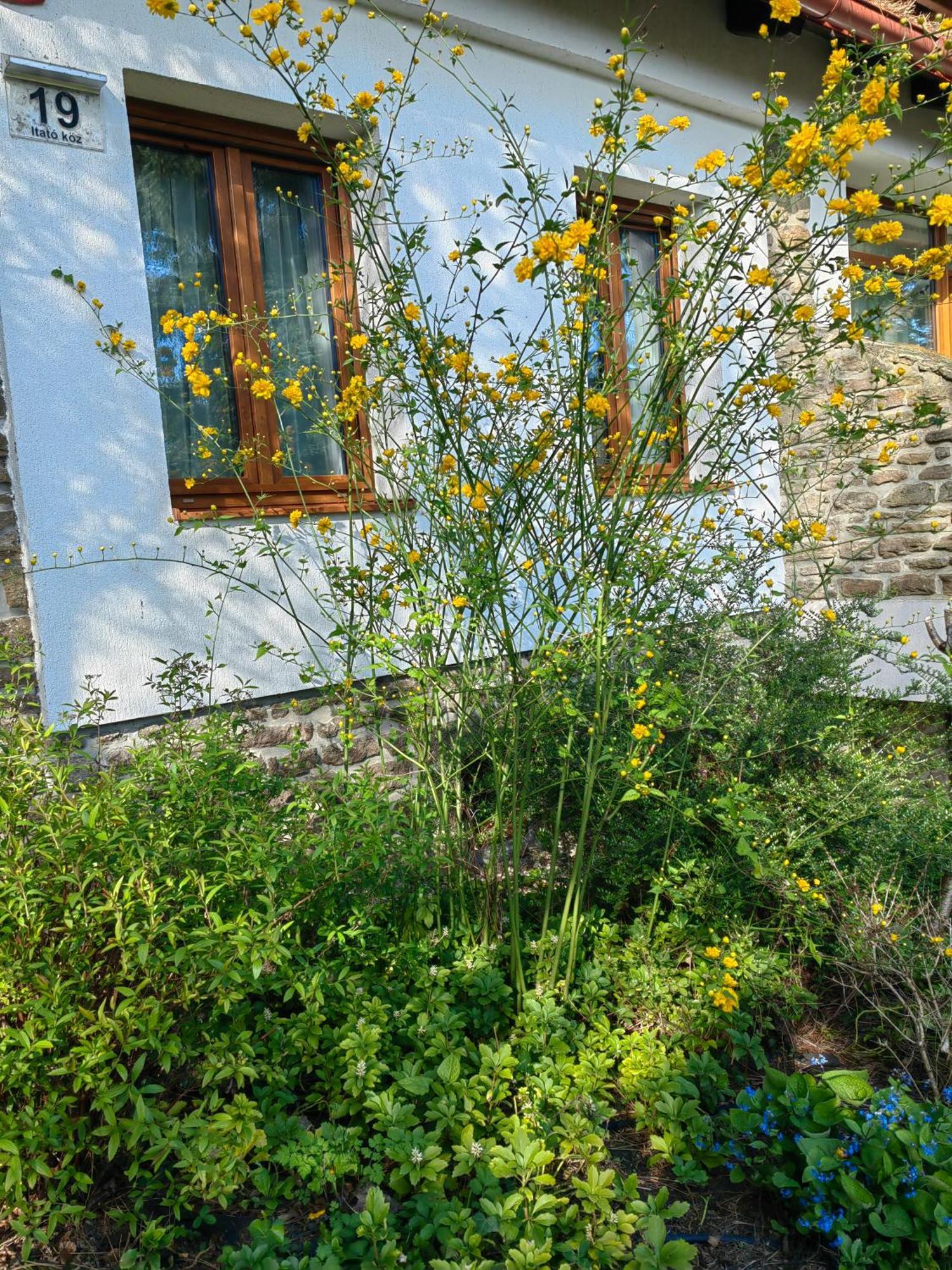 Hanga Vendégház Tihany Esterno foto